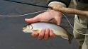 White Deer Brookie2
